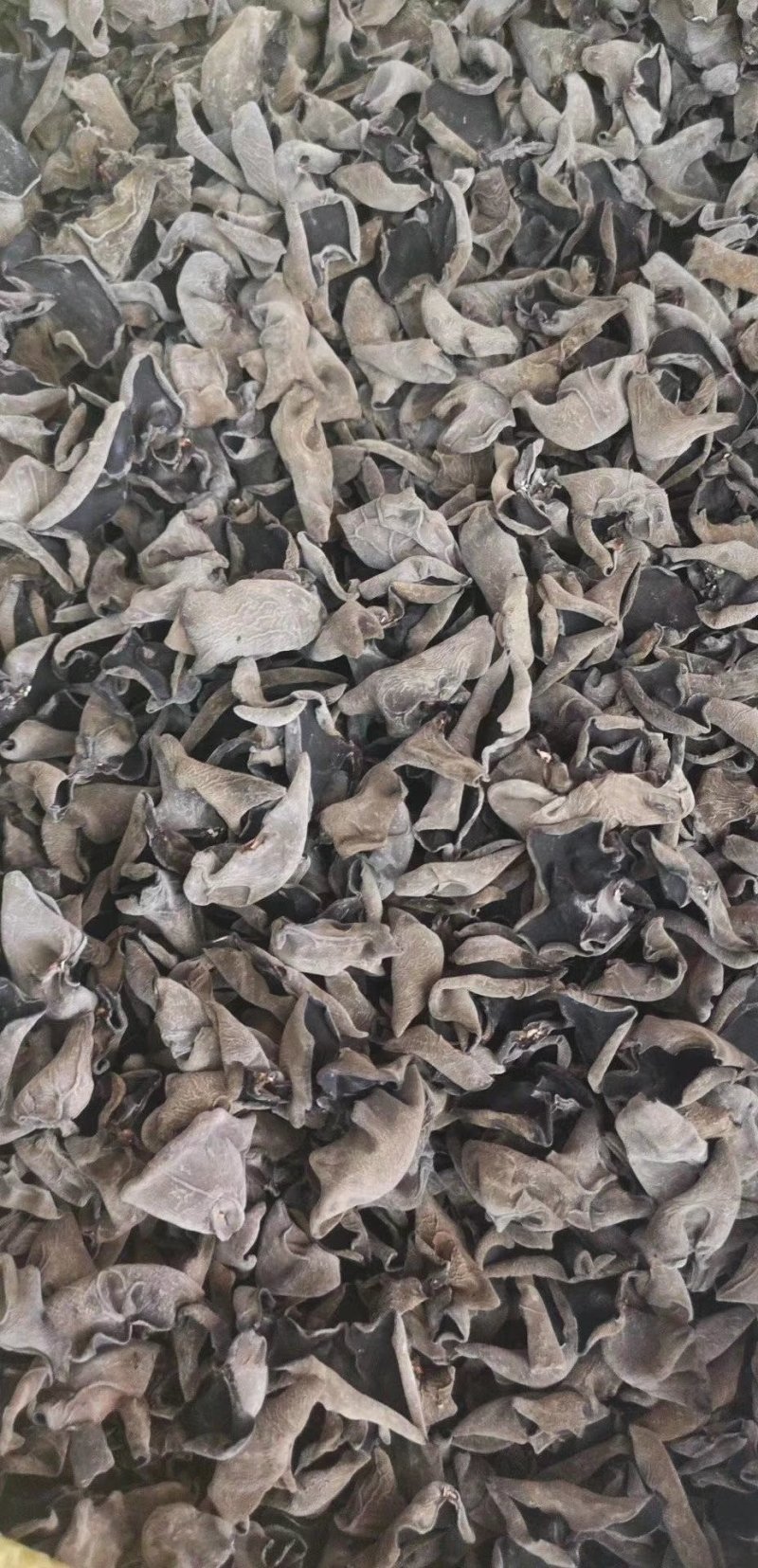 长白山泉水小秋耳