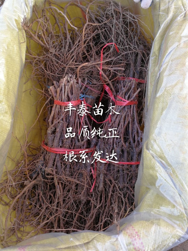 金手指葡萄苗《品种纯正》放心苗38年种植质壮苗纯