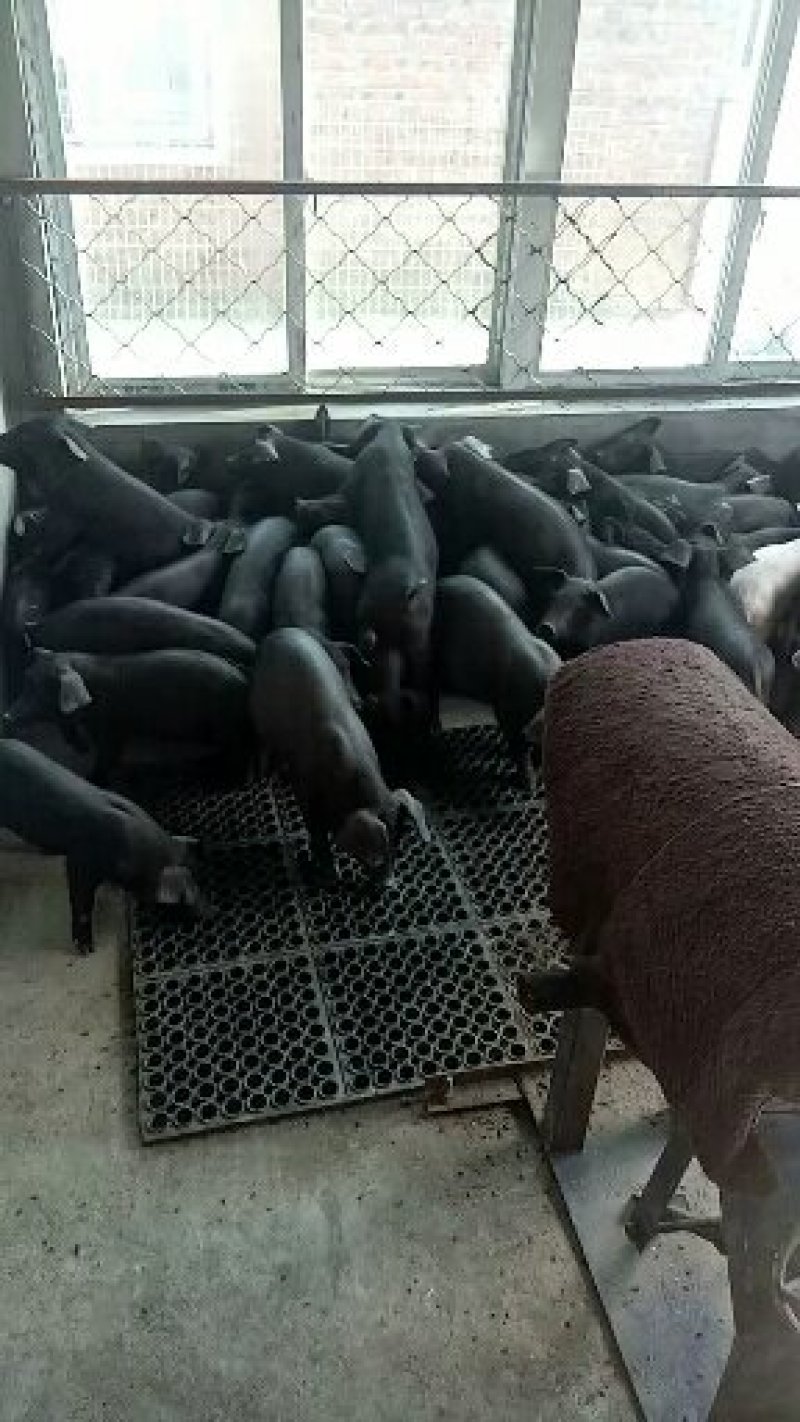 黑种母猪