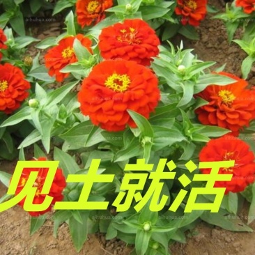 百日草种子净籽春夏秋播8-10斤/亩