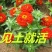 百日草种子净籽春夏秋播8-10斤/亩