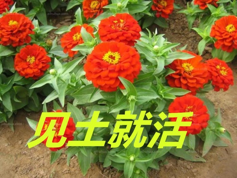 百日草种子净籽春夏秋播8-10斤/亩