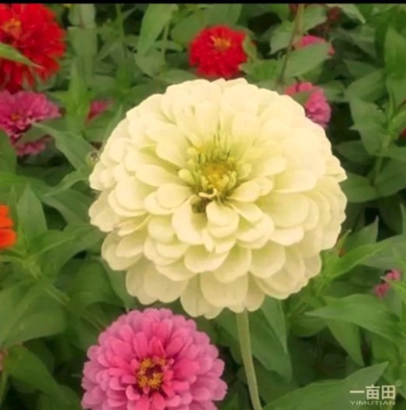 百日草种子净籽春夏秋播8-10斤/亩