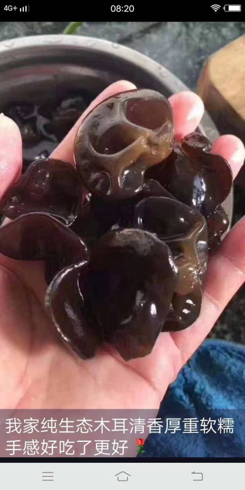 伊春木耳