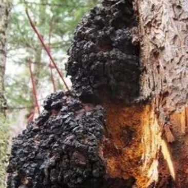桦树茸