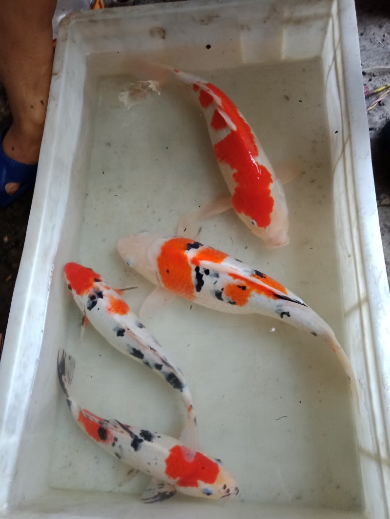 三色