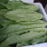 【推荐】精品油麦菜，常年大量供应，提供任何包装。