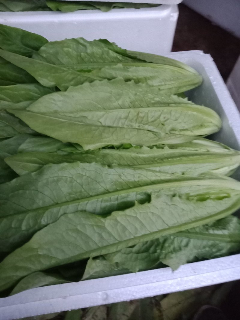 【推荐】精品油麦菜，常年大量供应，提供任何包装。