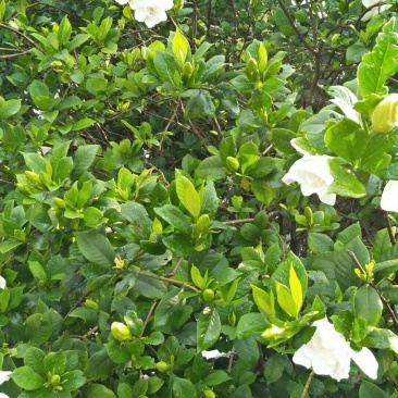 枙子树