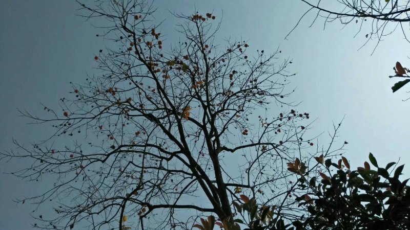 柿子树