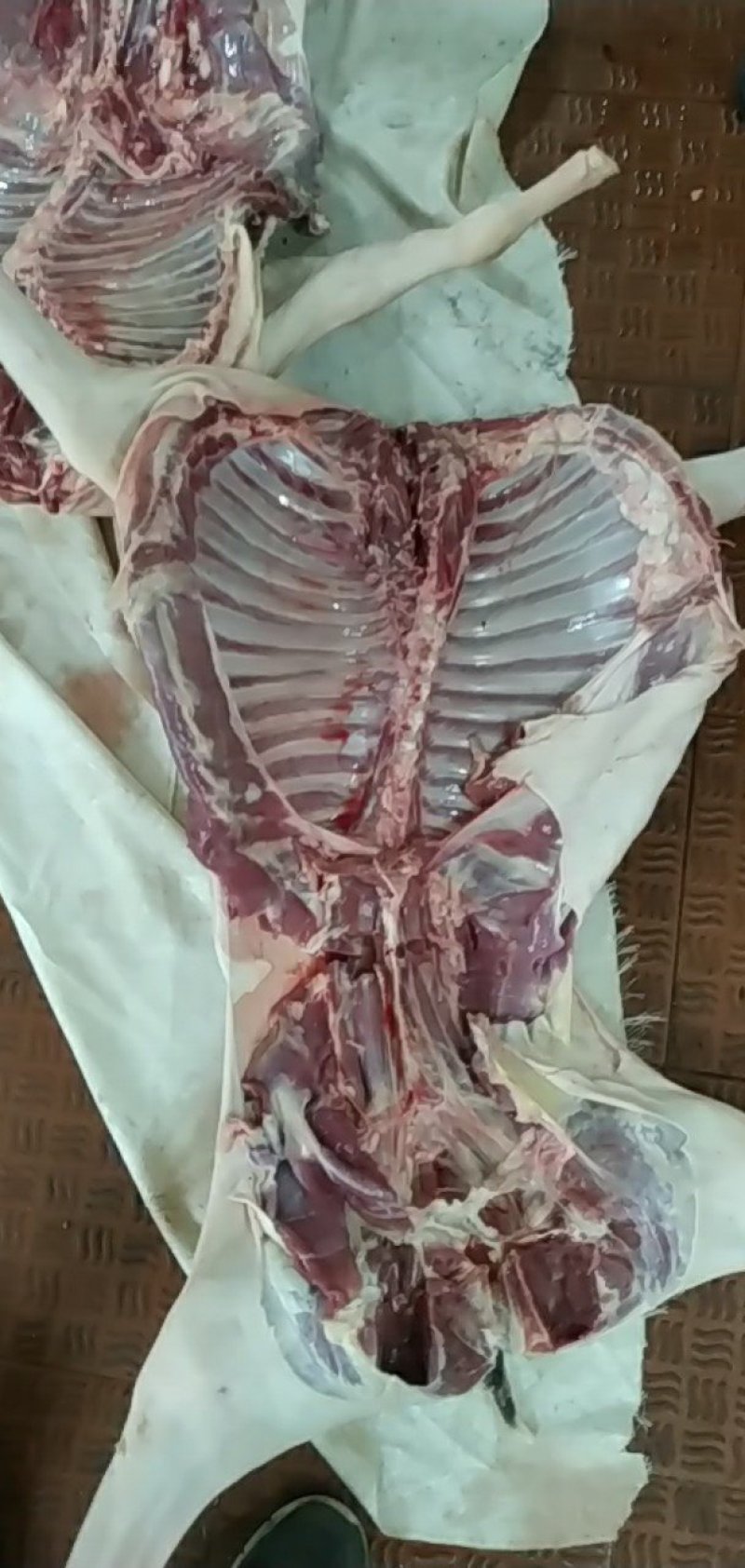 羊肺