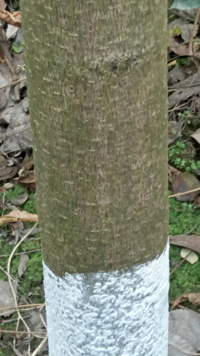 香春树