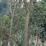 香春树