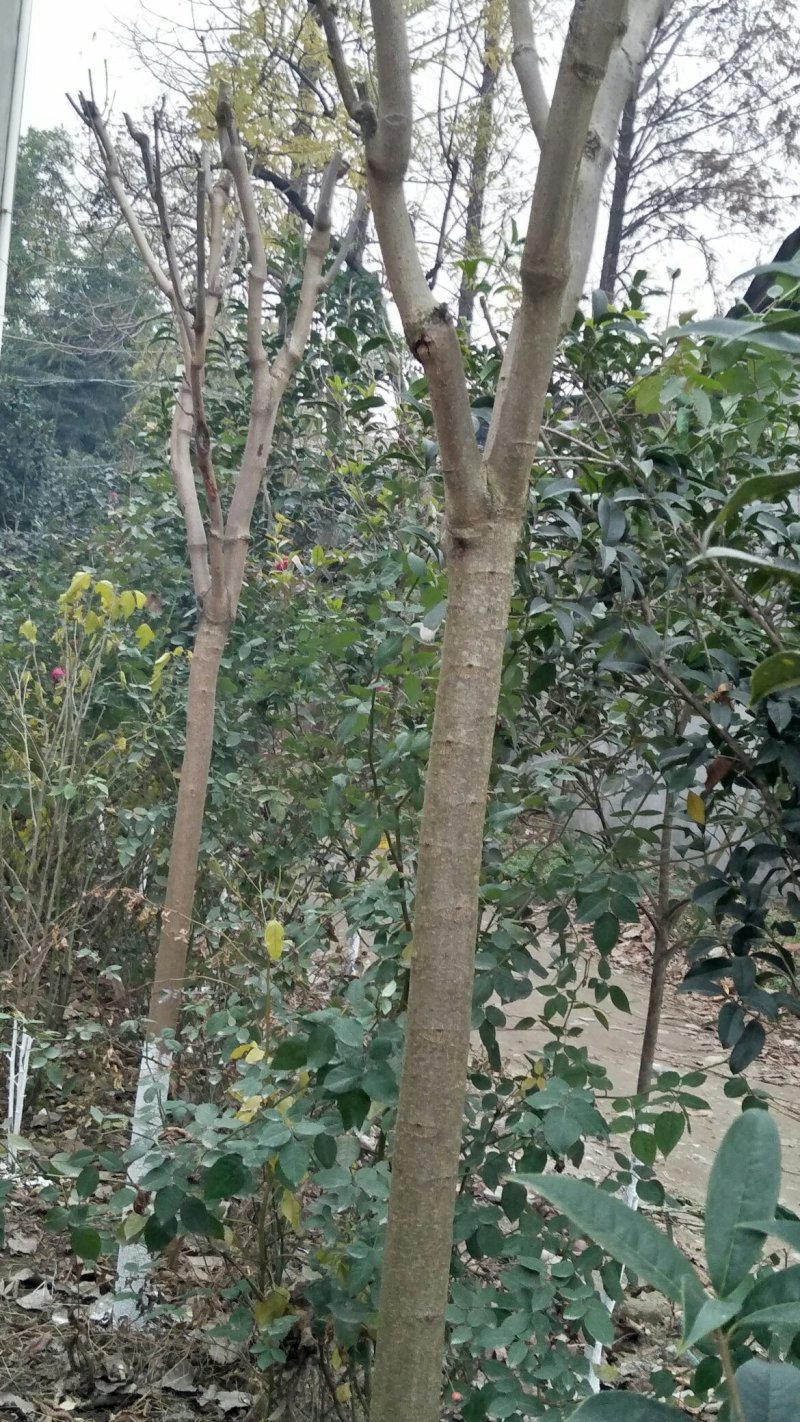 香春树