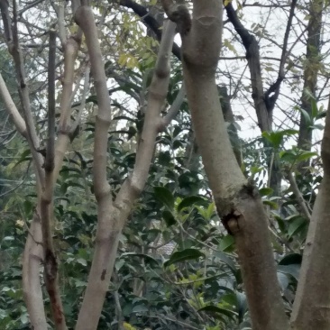 香春树