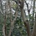 香春树