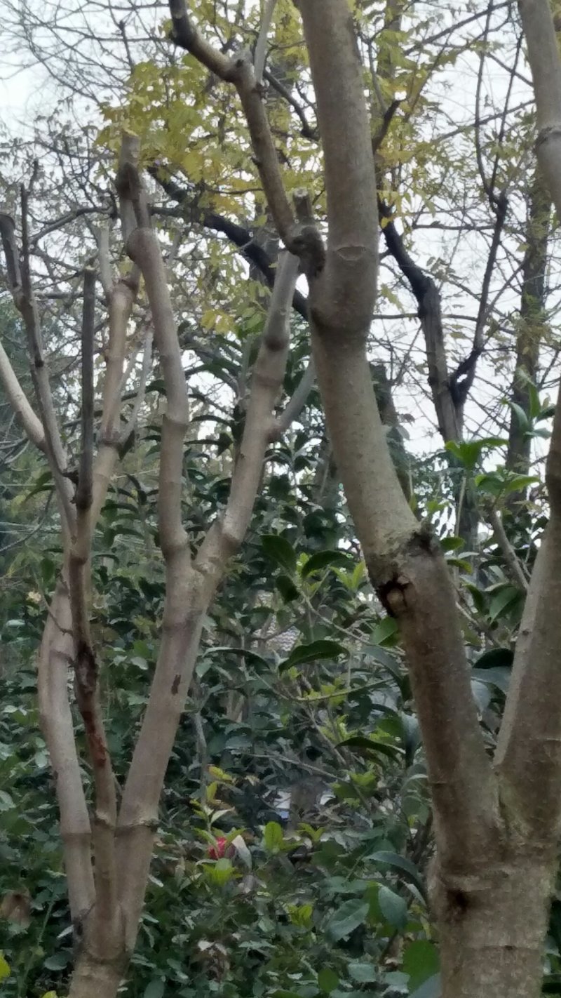 香春树