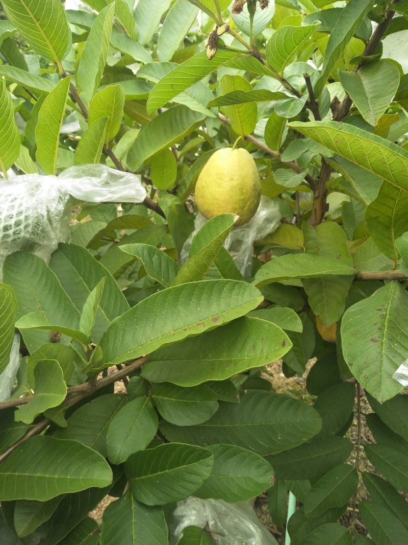 四季梨果苗，当年新壮苗当年可挂果8x10小营养杯苗