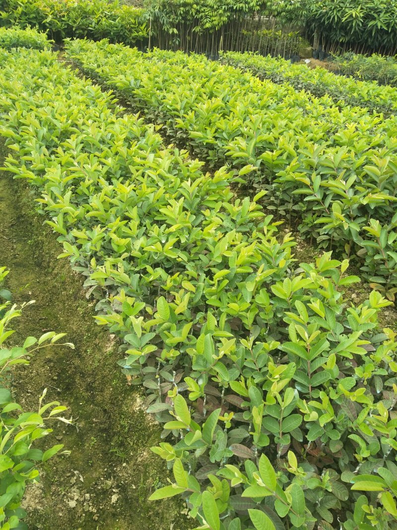四季梨果苗，当年新壮苗当年可挂果8x10小营养杯苗