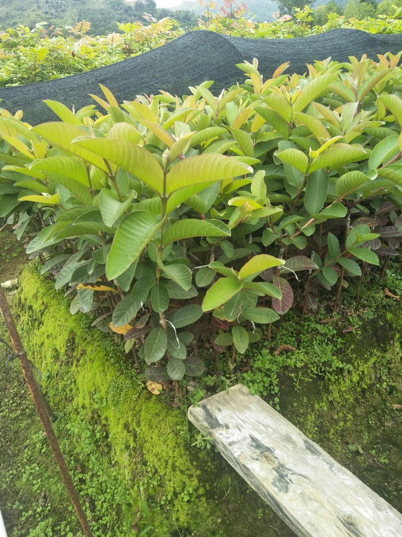 四季梨果苗，当年新壮苗当年可挂果8x10小营养杯苗