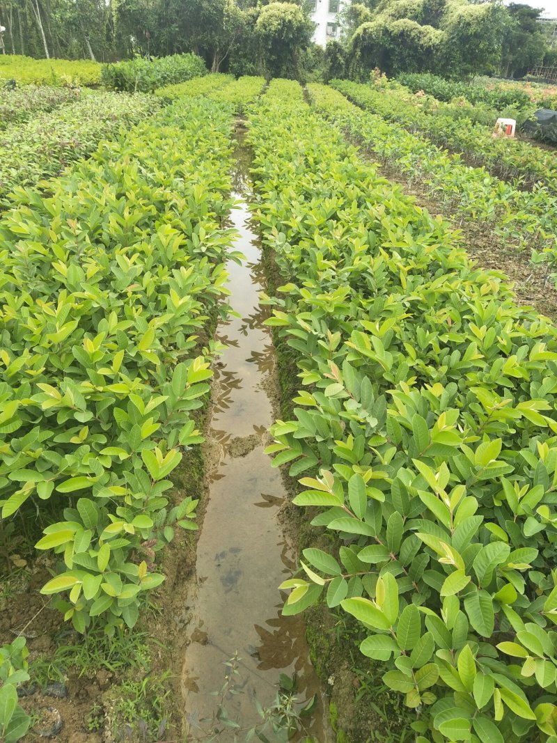 四季梨果苗，当年新壮苗当年可挂果8x10小营养杯苗