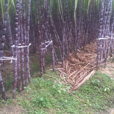 黑皮甘蔗
