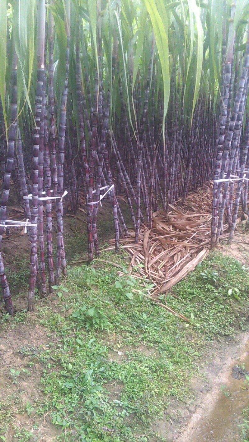 黑皮甘蔗