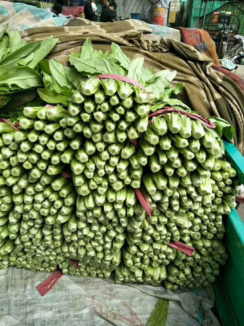 精品油麦菜，大量上市产地直发质量保证，代发全国根干净叶片