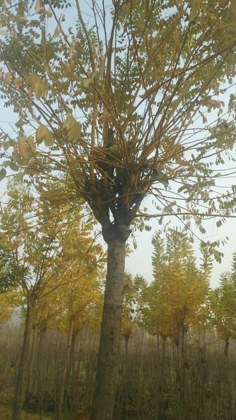 国槐金枝槐白蜡清地处理