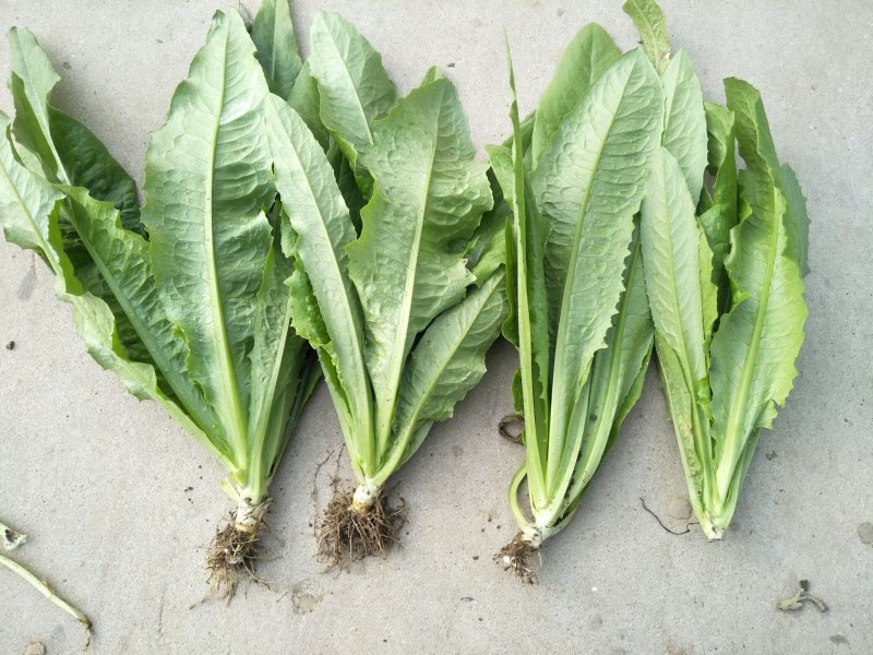 精品油麦菜，产地直销，，只做精品，各种包装