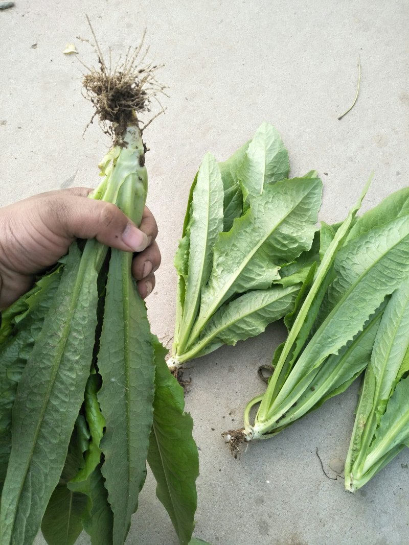 精品油麦菜，产地直销，，只做精品，各种包装
