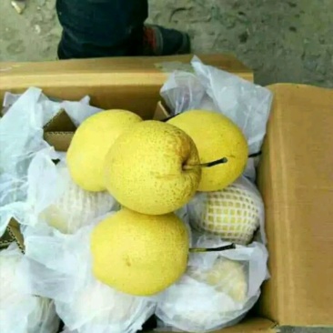 精品雪花梨，特价清库梨每天有货现货，货量大，质量好...