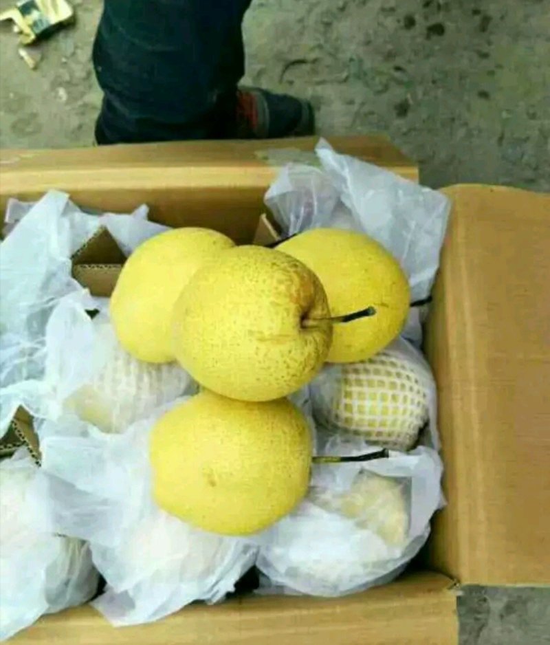 精品雪花梨，特价清库梨每天有货现货，货量大，质量好...