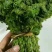 蕨菜，猴腿大约30公分