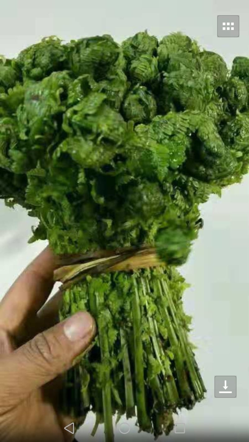 蕨菜，猴腿大约30公分