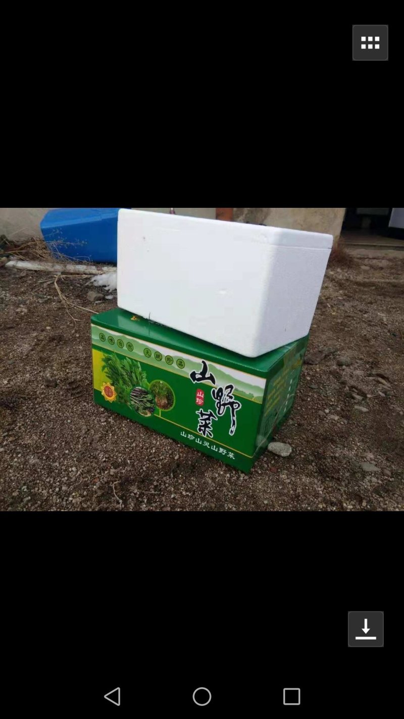 蕨菜，猴腿大约30公分