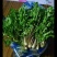 蕨菜，猴腿大约30公分