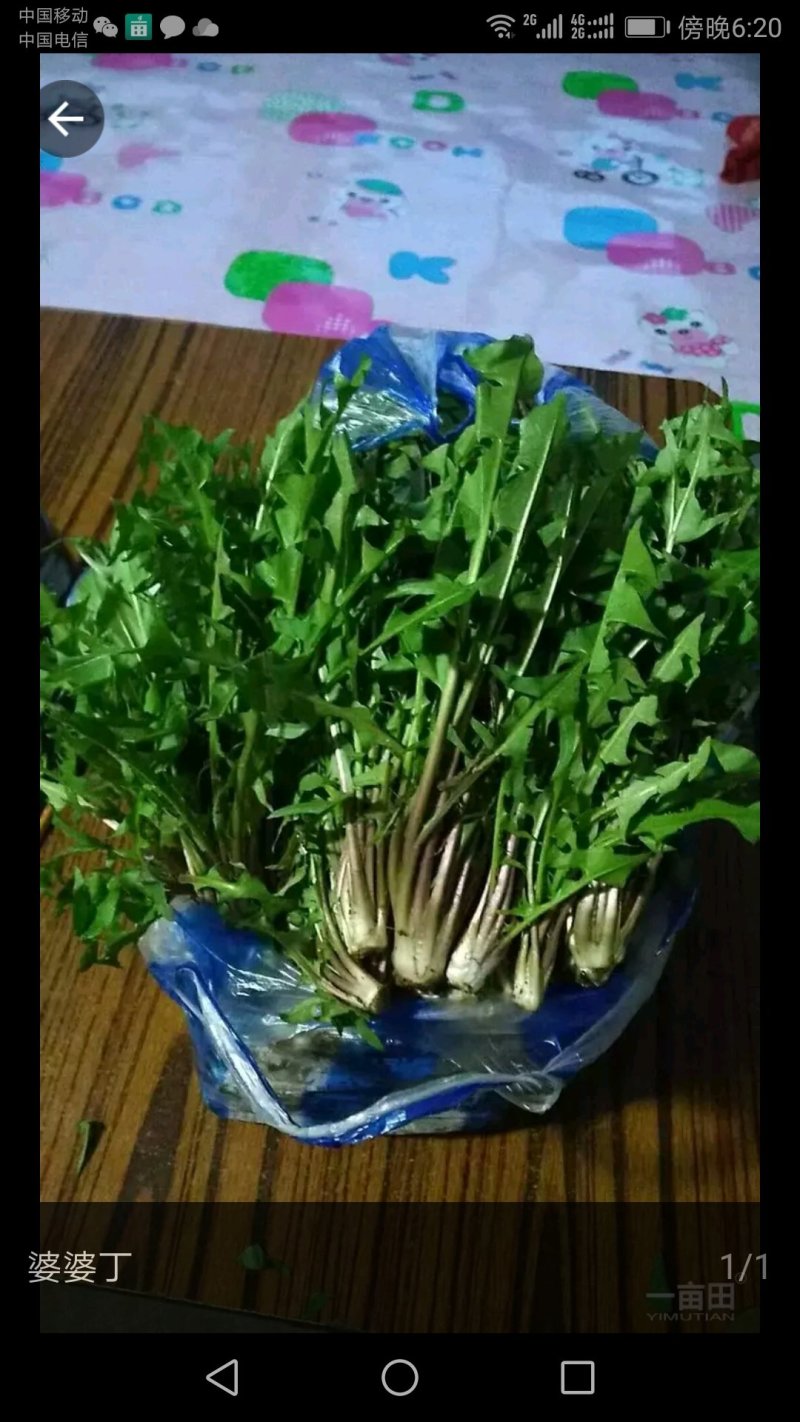 蕨菜，猴腿大约30公分