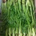 蕨菜，猴腿大约30公分