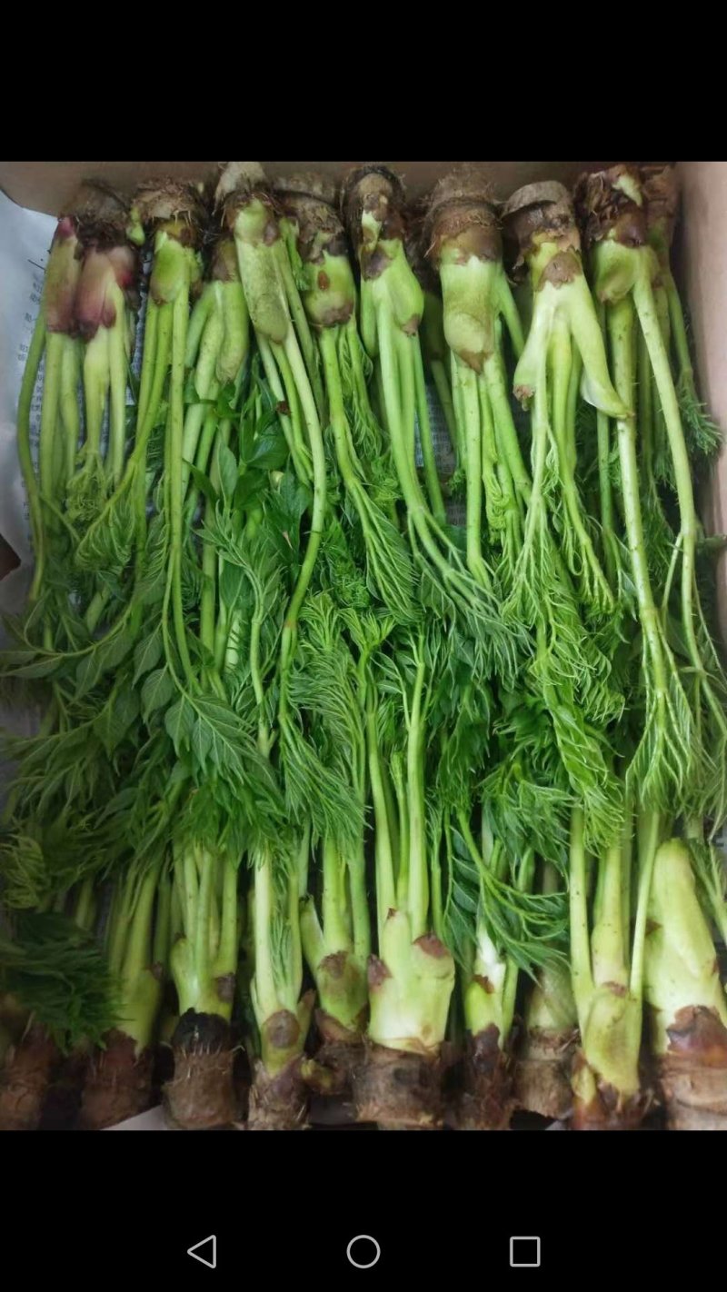 蕨菜，猴腿大约30公分
