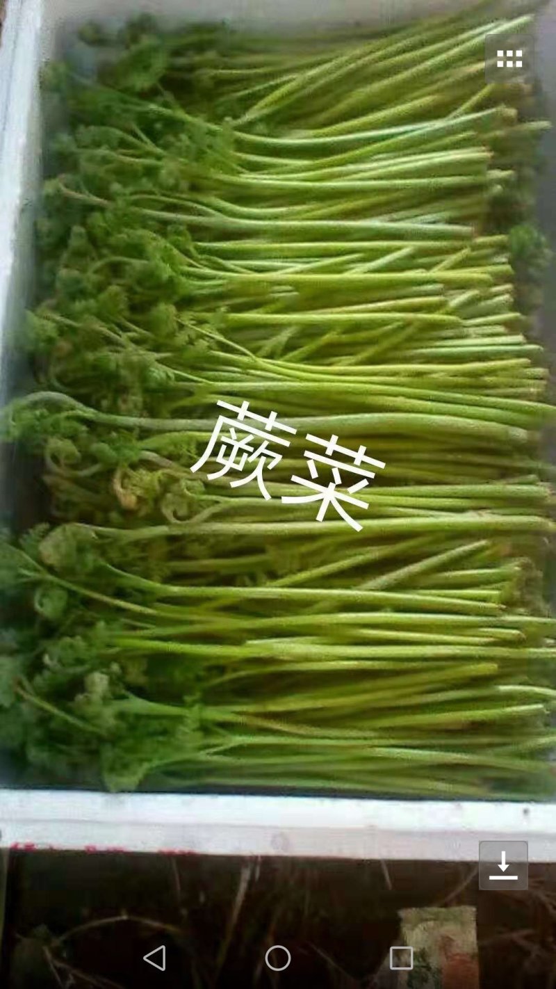 蕨菜，猴腿大约30公分