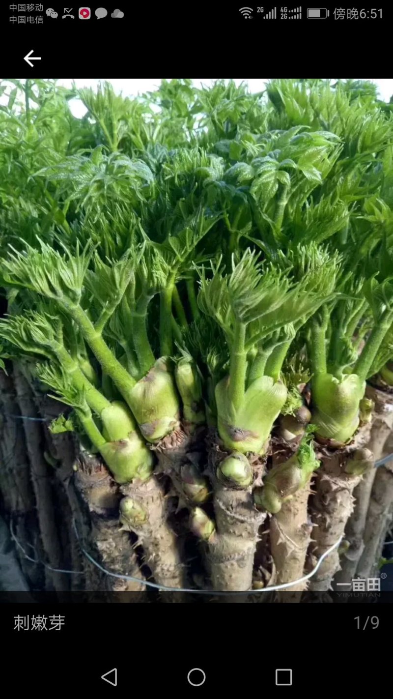 蕨菜，猴腿大约30公分