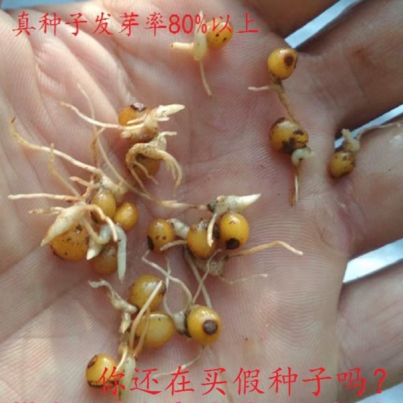 黄精种子
