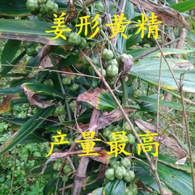 黄精种子