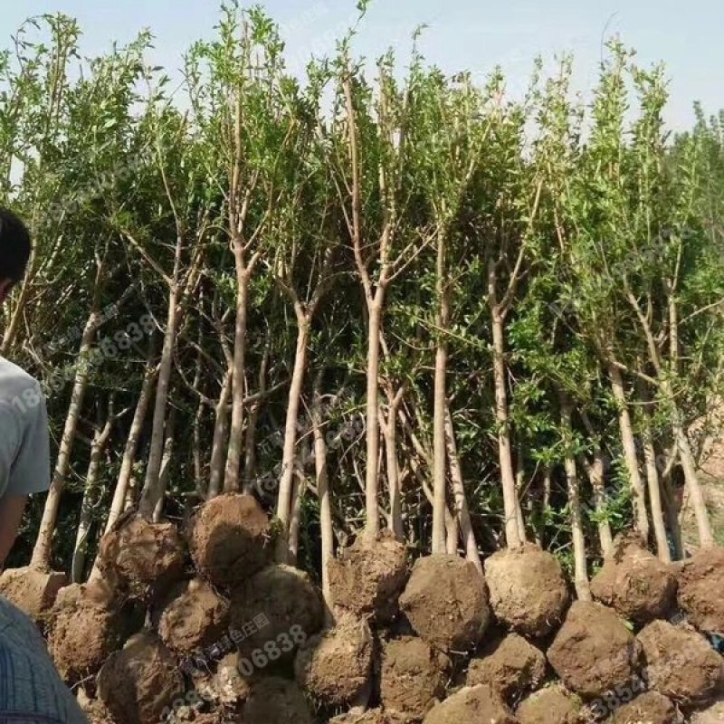 石榴树苗