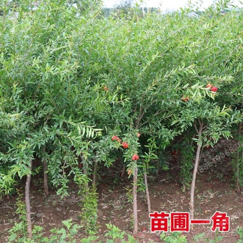石榴树苗