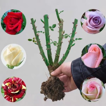 月季花