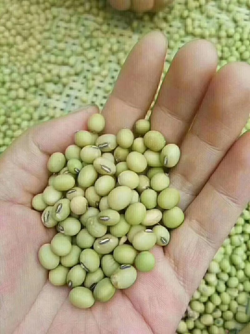柴火腐竹，