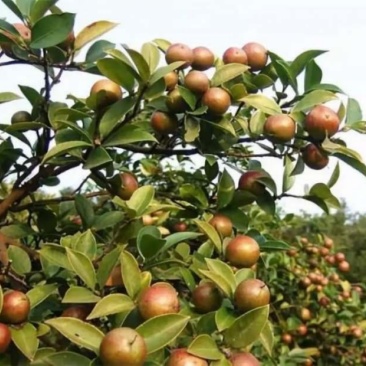 山茶籽子油