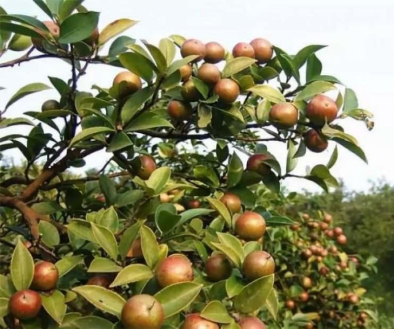 山茶籽子油